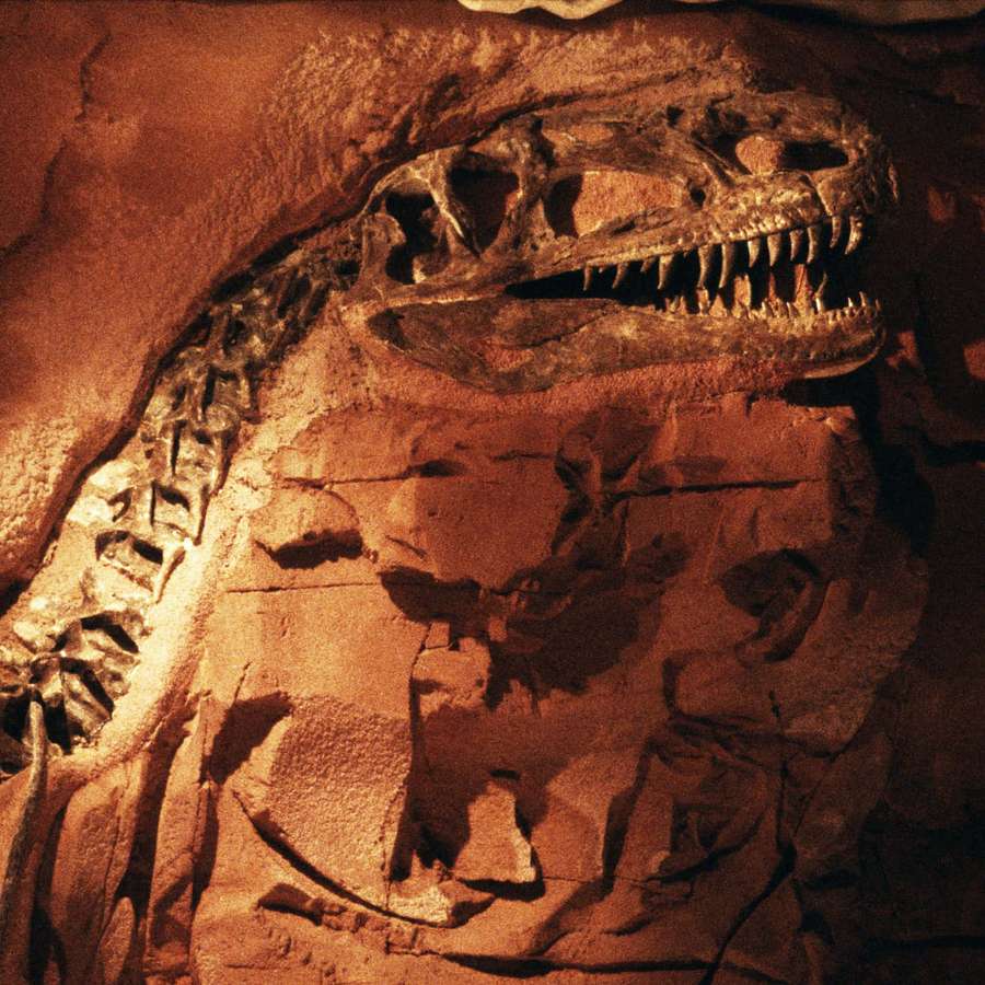 Versteinerter Dinosaurierschädel mit scharfen Zähnen, eingebettet in rötliche Gesteinsformation. — Dino Hintergrund Hintergrundbild