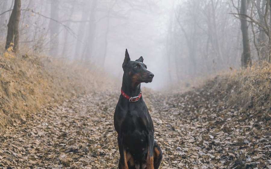 Doberman Pinscher sitting on a foggy forest trail covered in fallen leaves. — Doberman Wallpaper