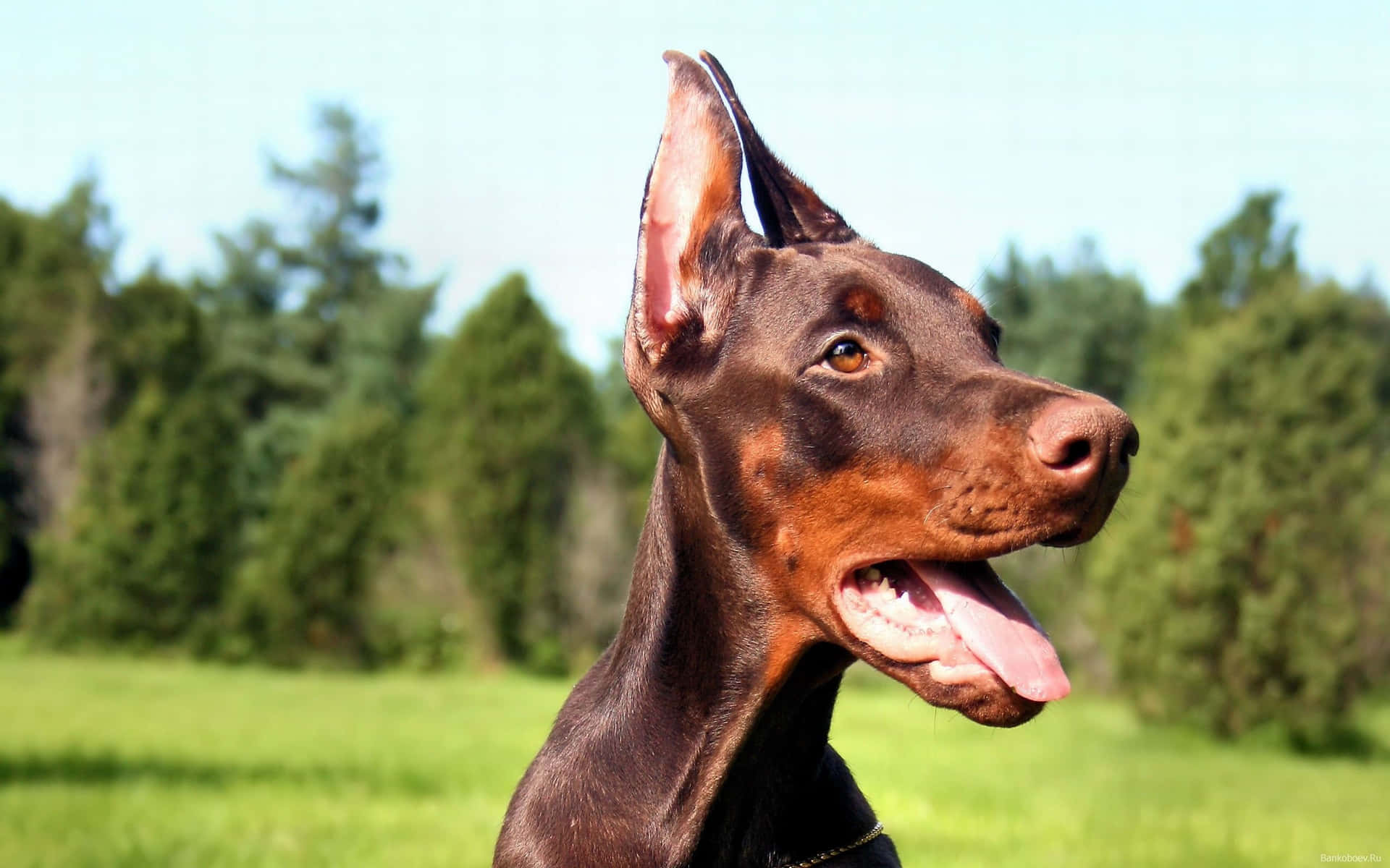 Doberman Bakgrunnsbildet
