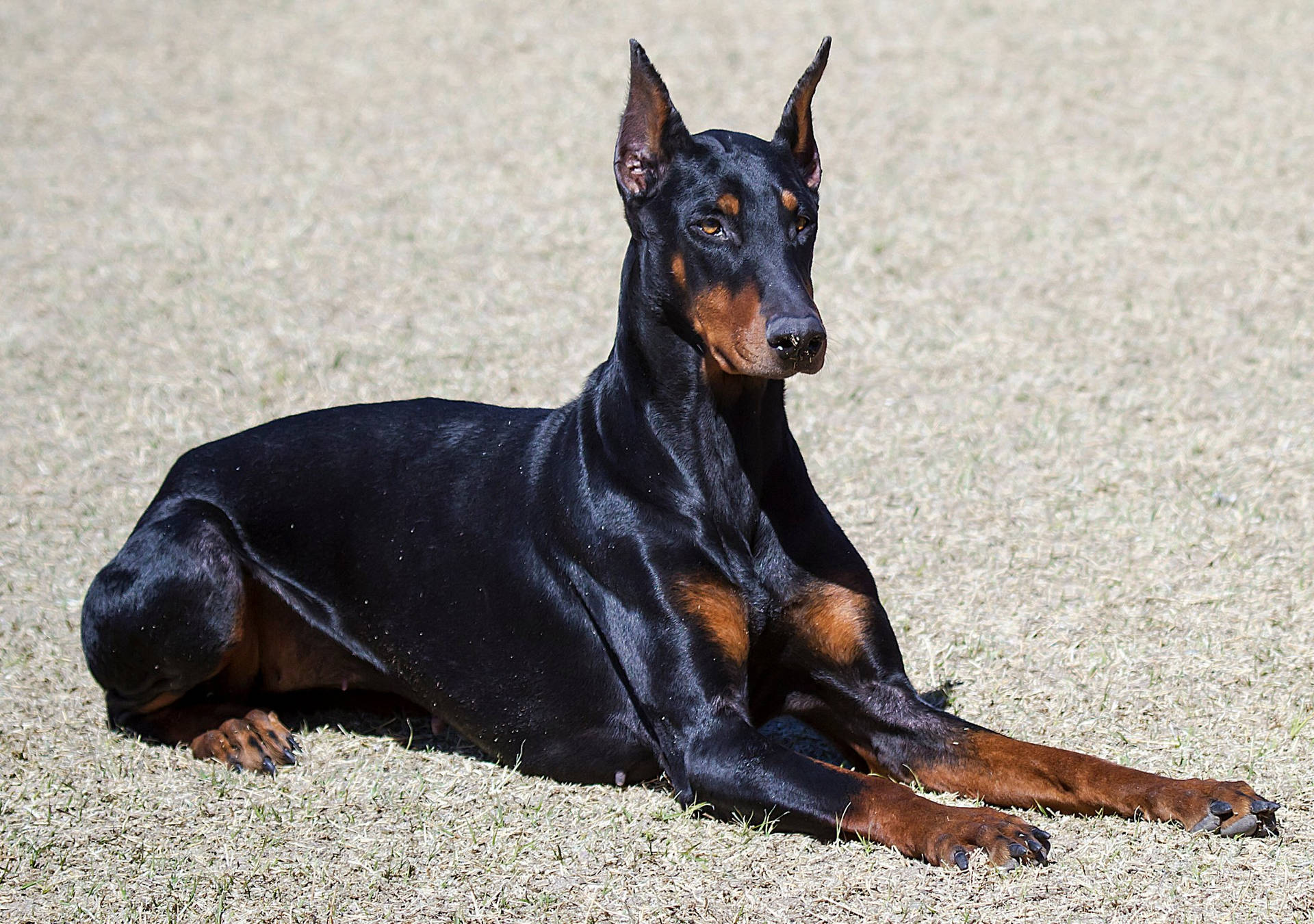 Doberman Pinscher Wallpaper