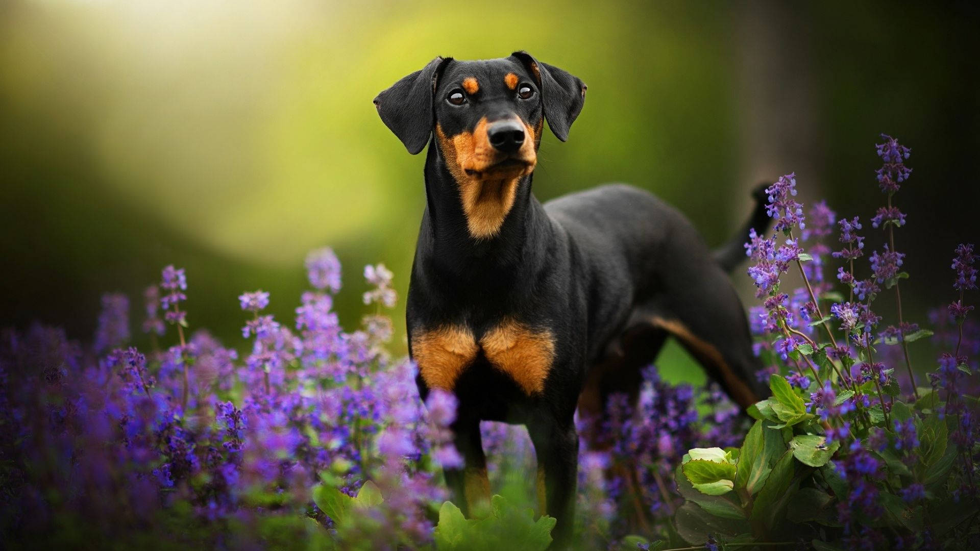 Doberman Pinscher Achtergrond