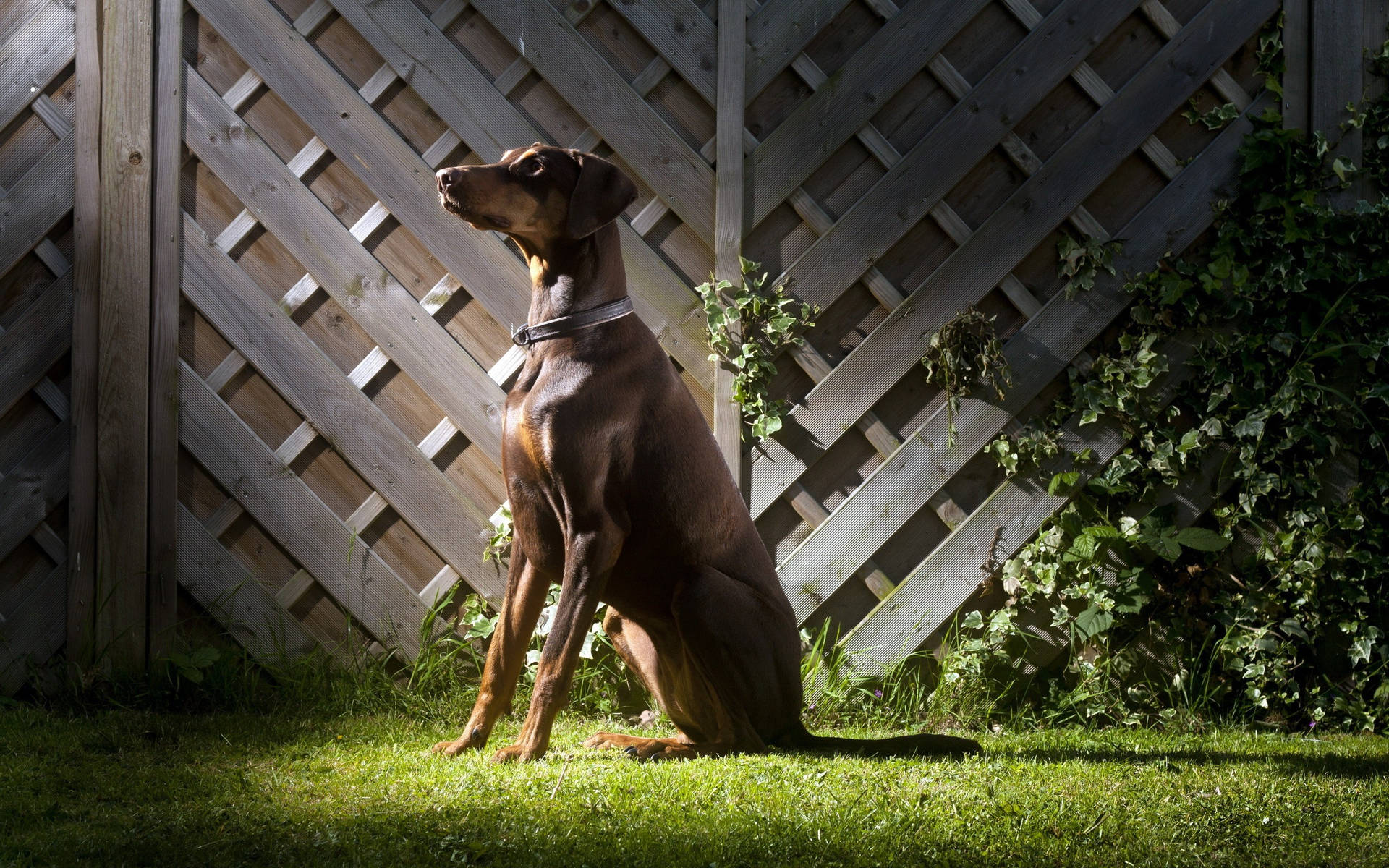 Doberman Pinscher Fond d'écran