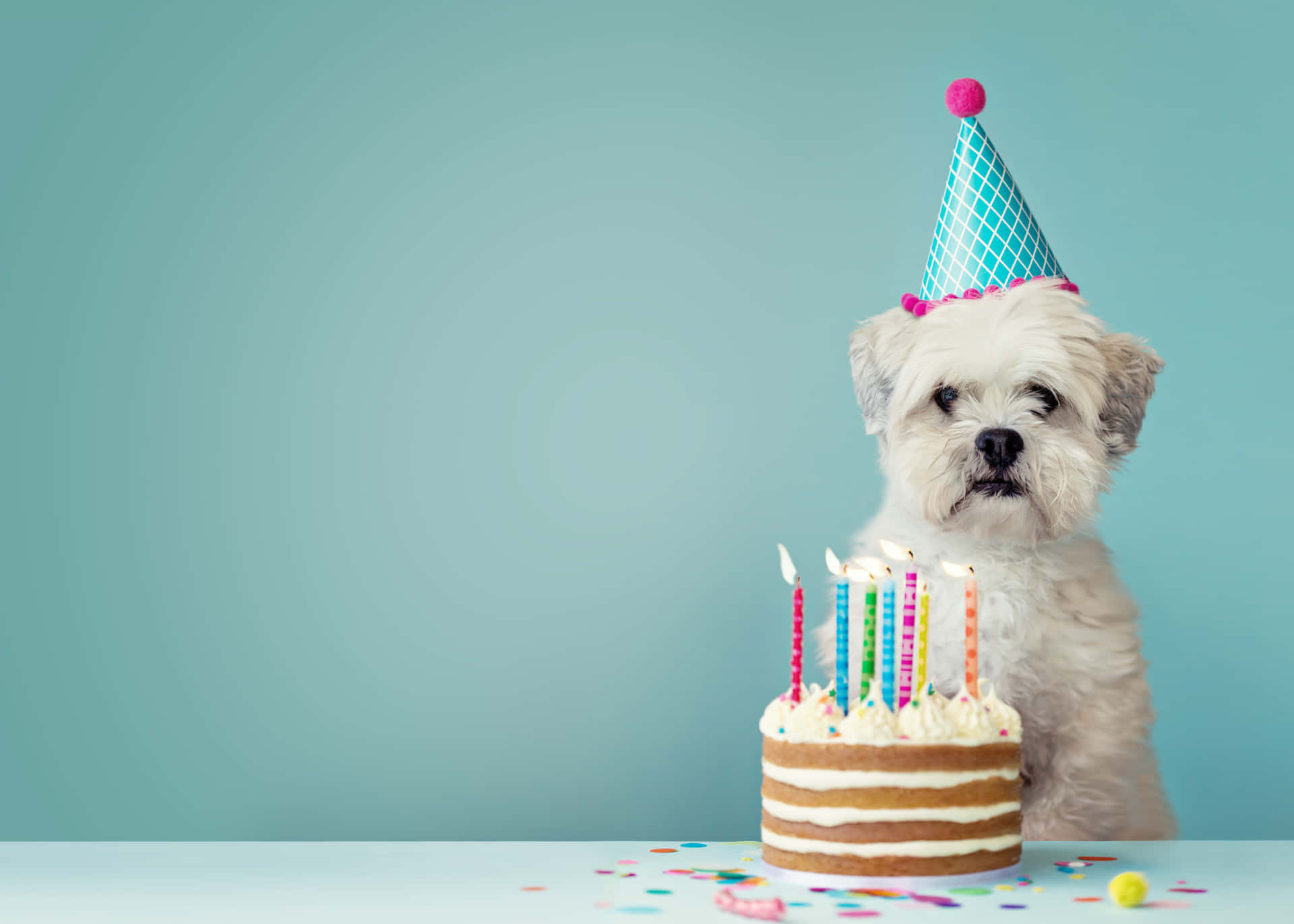 Dog Birthday Pictures Wallpaper