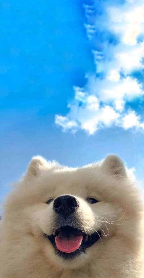 A happy white fluffy dog looking up at the blue sky with clouds. — Dog iPhone Wallpaper