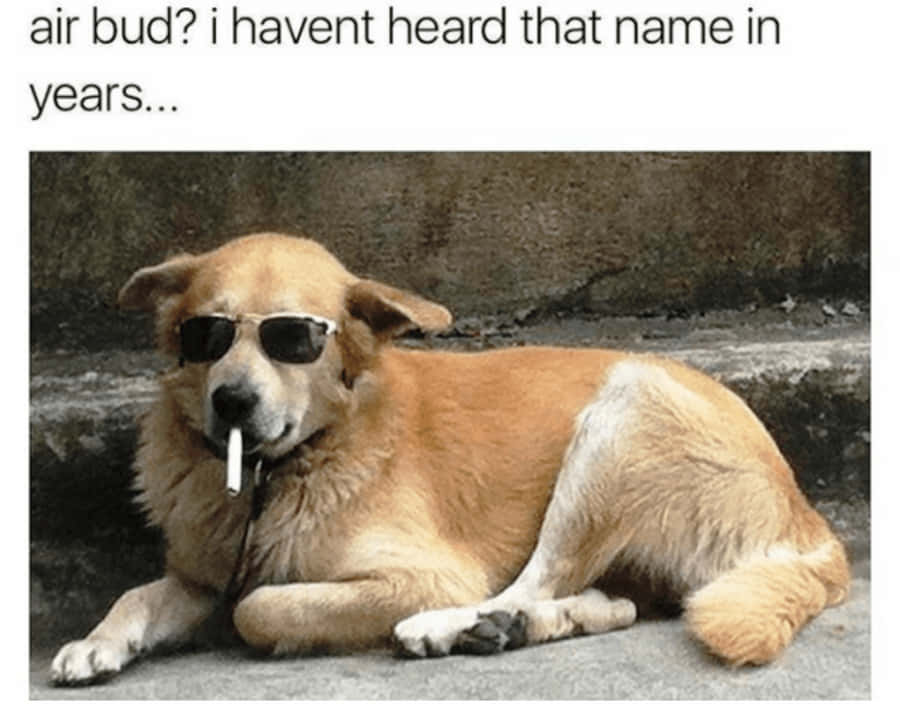 Dog Meme Pictures Wallpaper