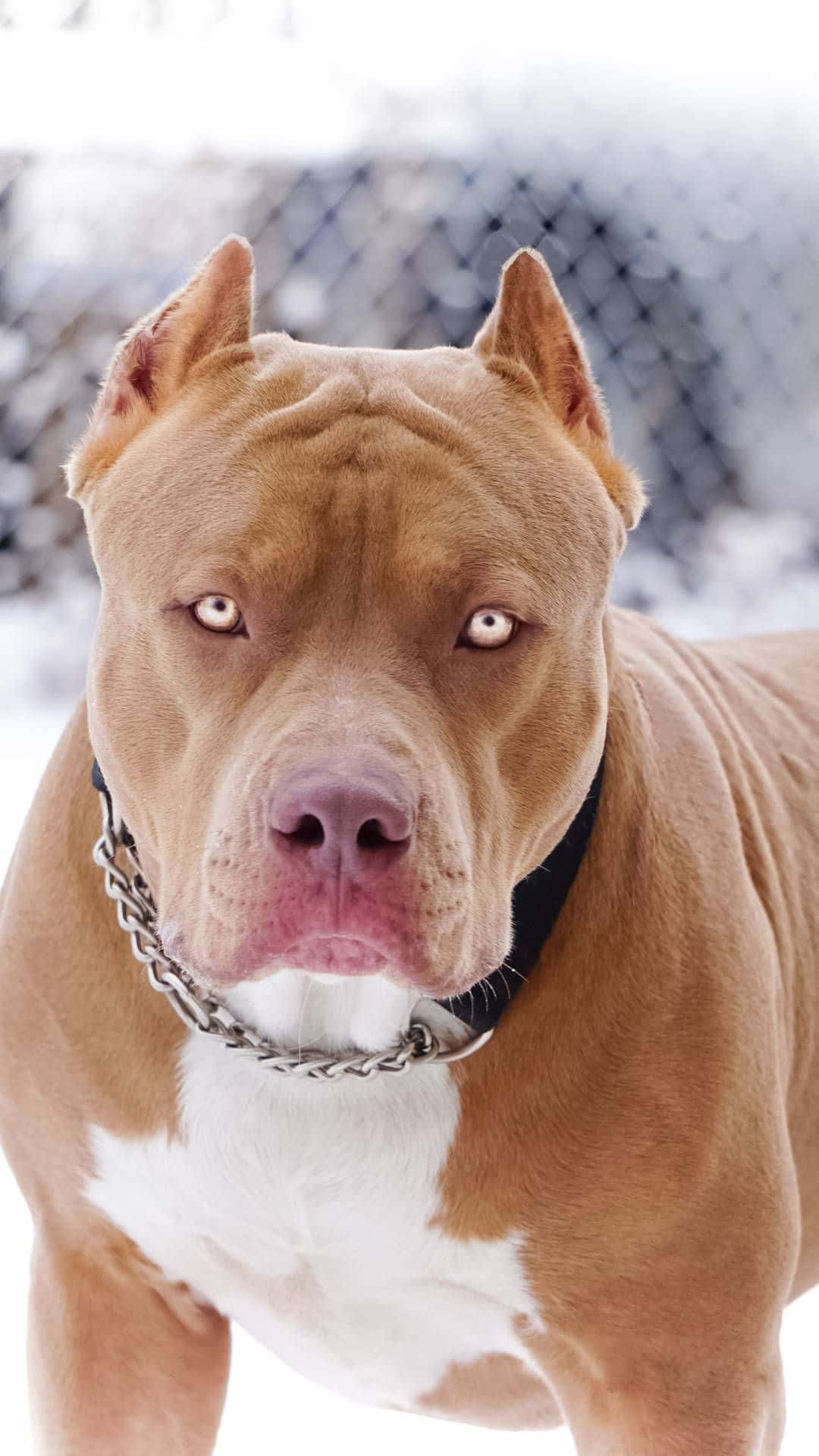 Dog Pitbull Bilder