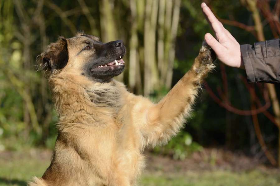 A happy dog giving a high five to a person's hand in a sunny outdoor setting. — Dog training Wallpaper