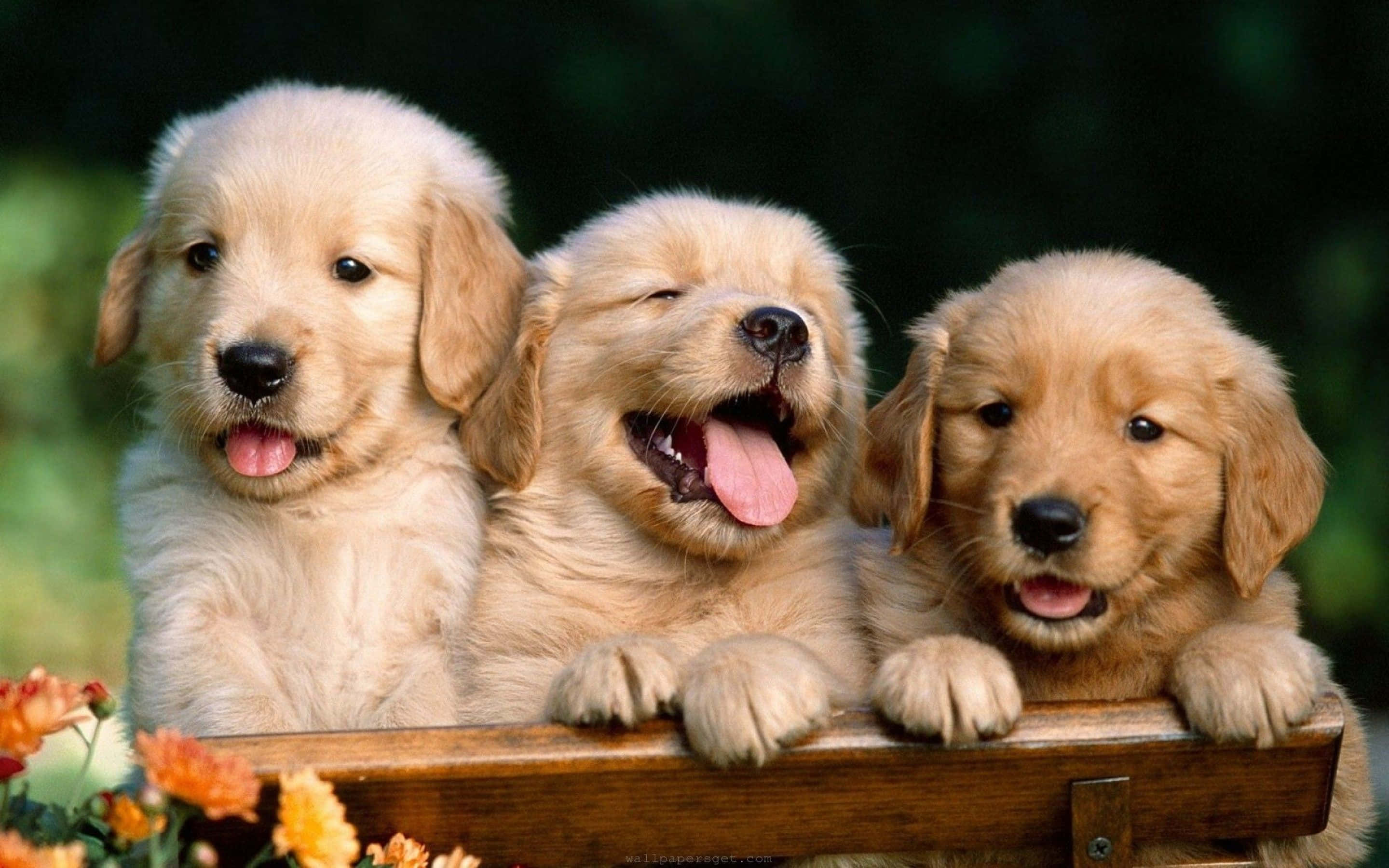 Tre golden retriever hvalpe smiler og gaber over et træhegn med orange blomster. — Dog Wallpapers