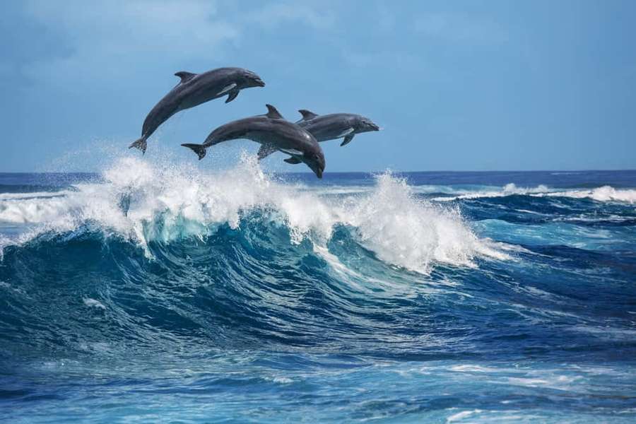 Three dolphins mid-air above a powerful ocean wave. — Dolphin Picture