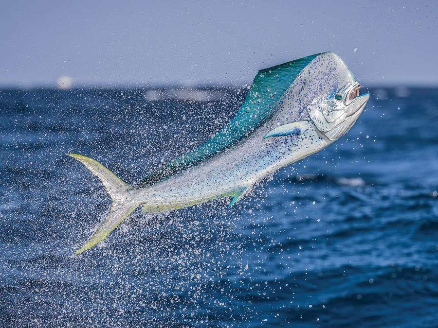 Mahi mahi fish leaping out of ocean water creating splash — Dolphinfish Wallpaper