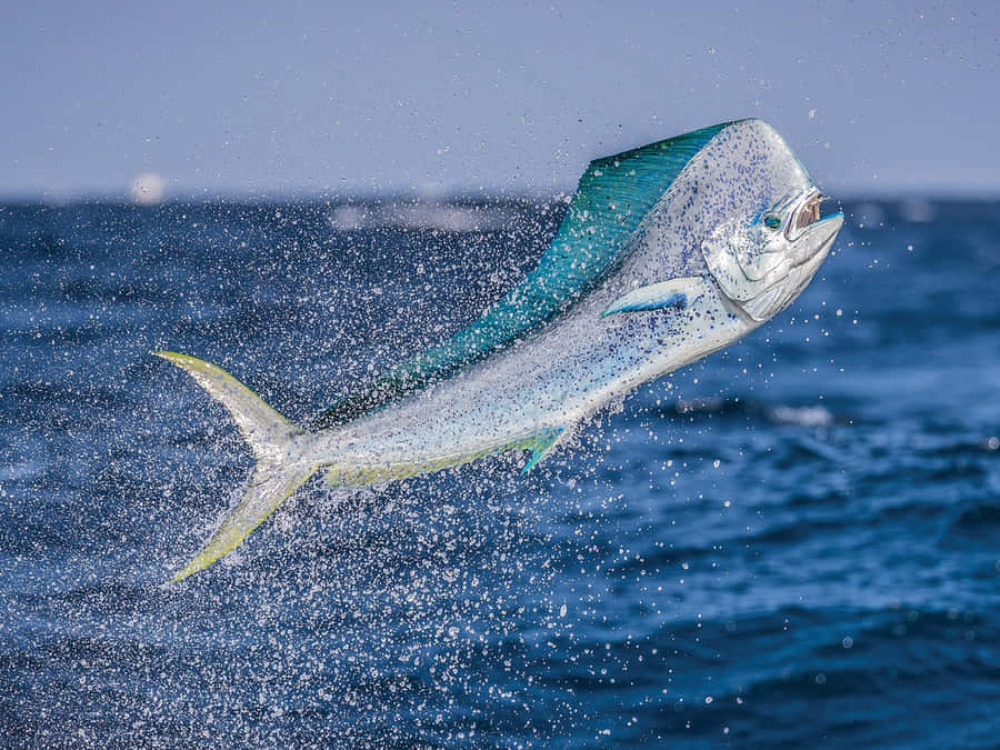Dolphinfish Wallpaper