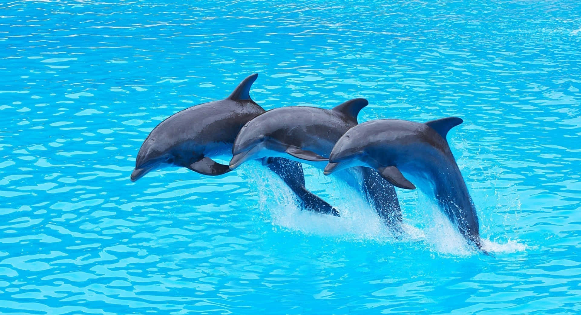 Dolphins Pictures Wallpaper