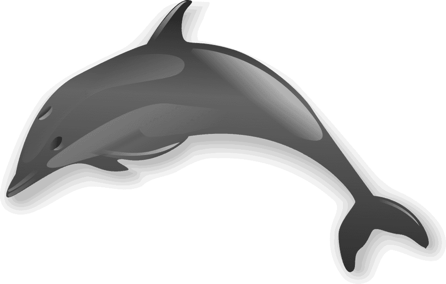 Dolphins Png