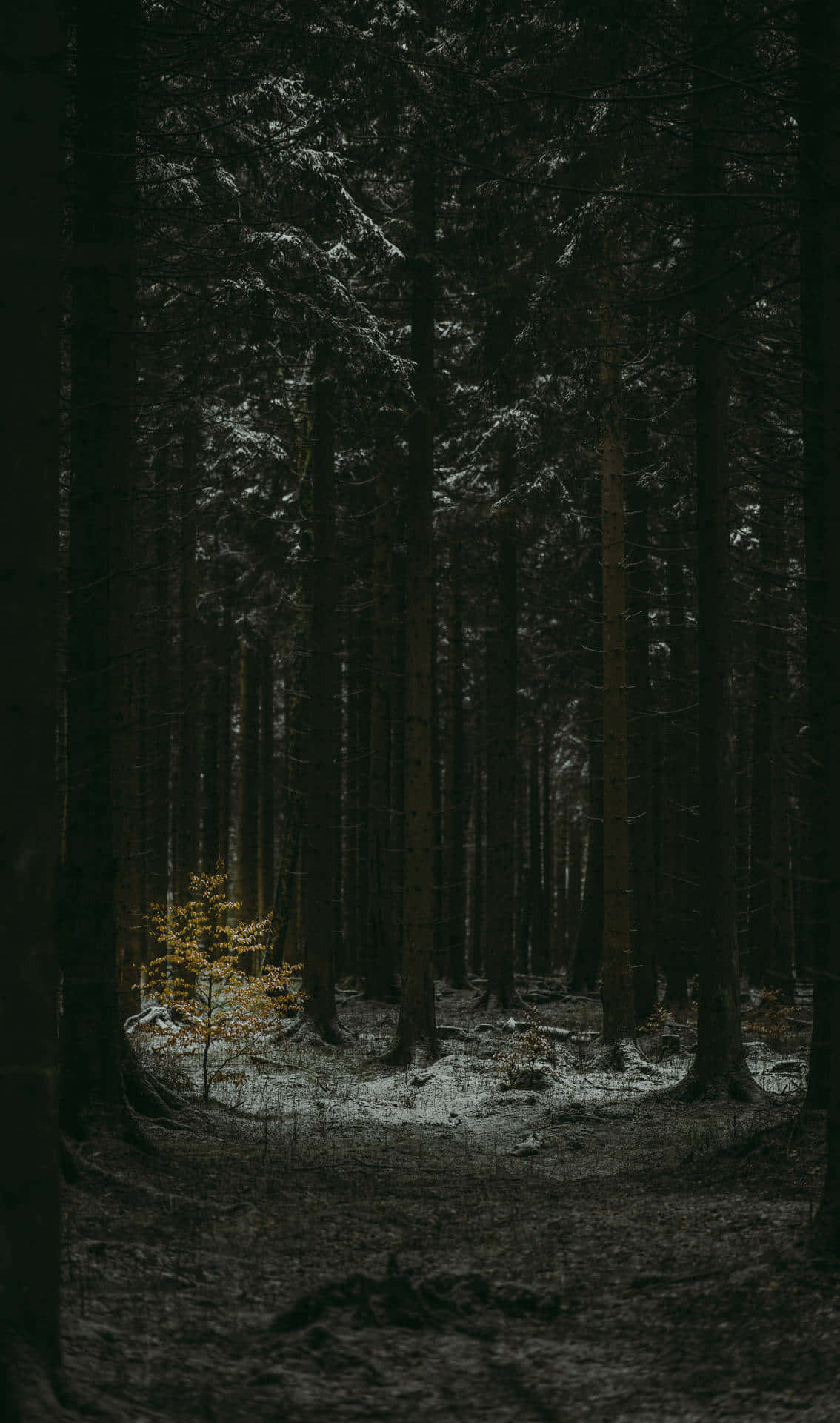 Donker Bos Esthetiek Achtergrond