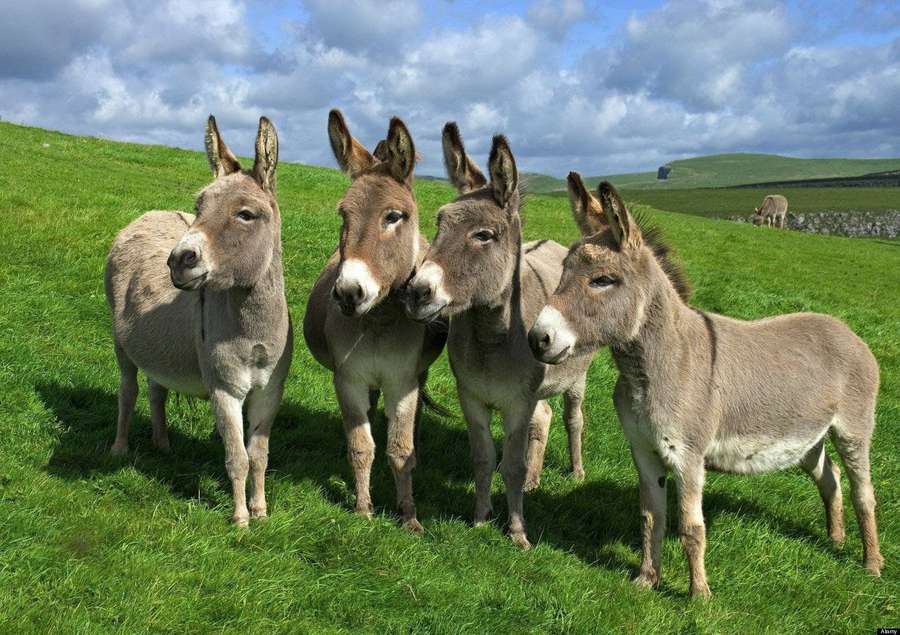 Four donkeys standing together on a grassy hill under a blue sky with clouds. — Donkey Wallpaper