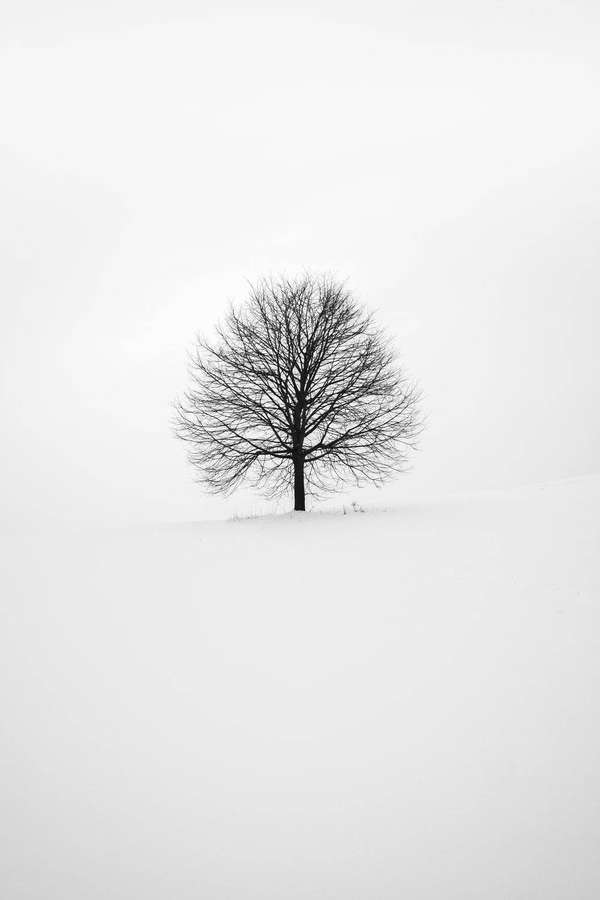 Uma única árvore sem folhas em um campo nevado sob um céu cinzento. — Dor em preto e branco Papéis de Parede