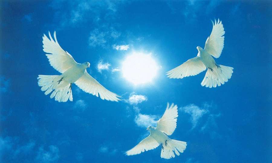 Three white doves flying in a bright blue sky with the sun shining. — Dove Background