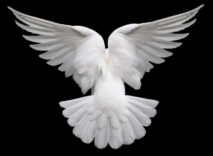 A white dove with wings spread wide against a black background. — Dove Wings Wallpaper