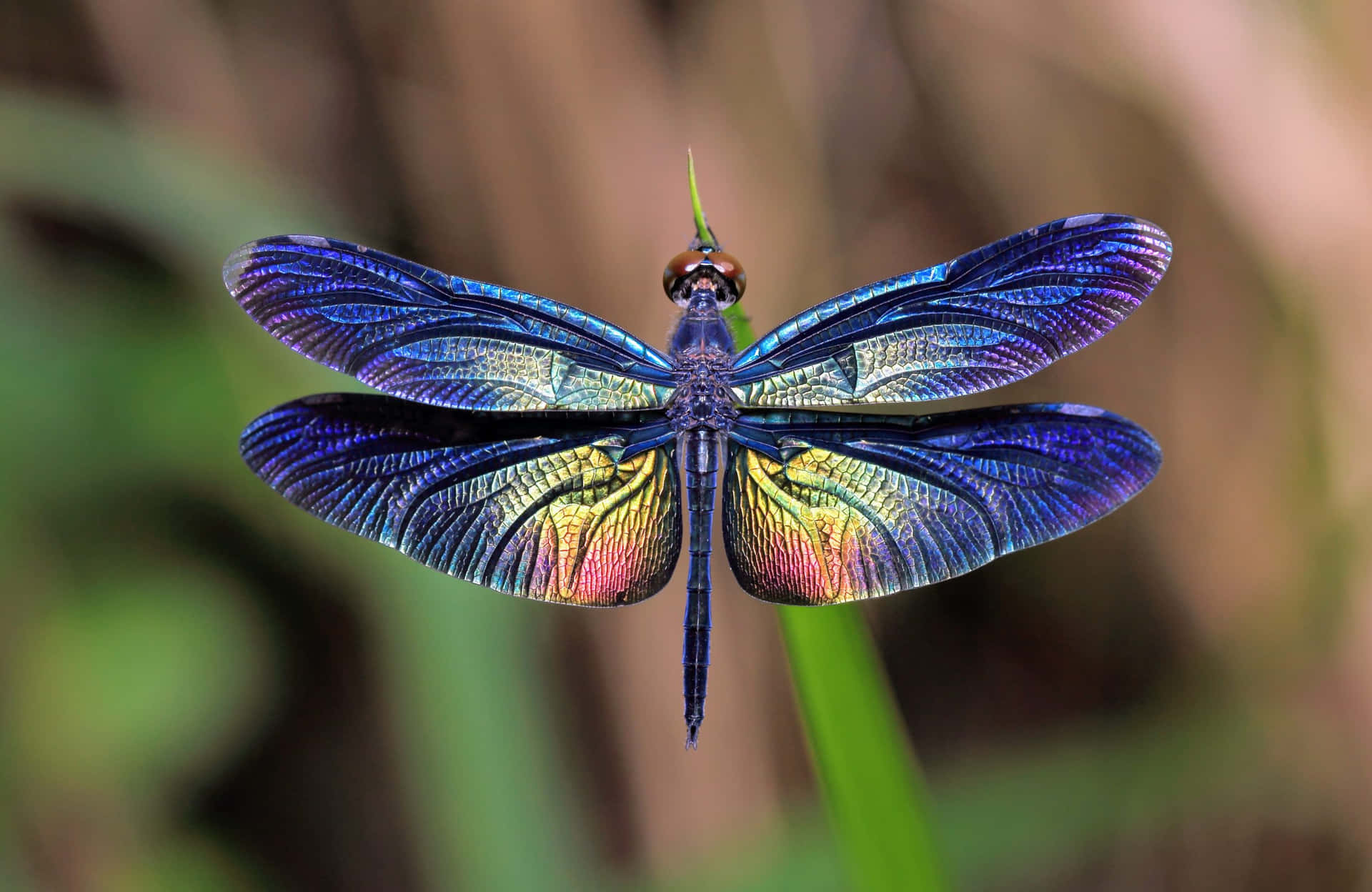 Dragon Fly Pictures Wallpaper