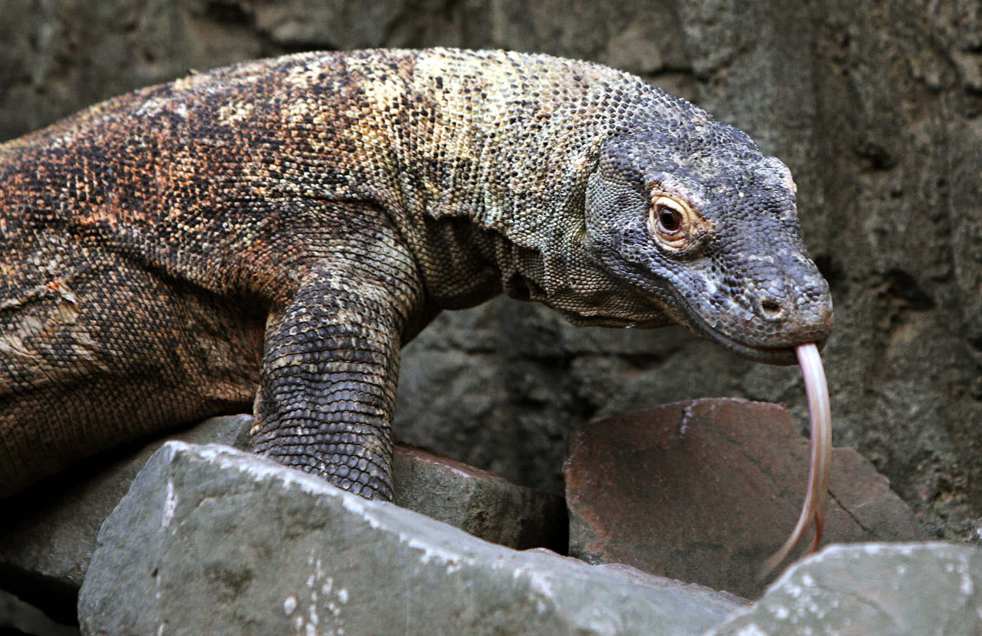 Dragon Komodo Fond d'écran