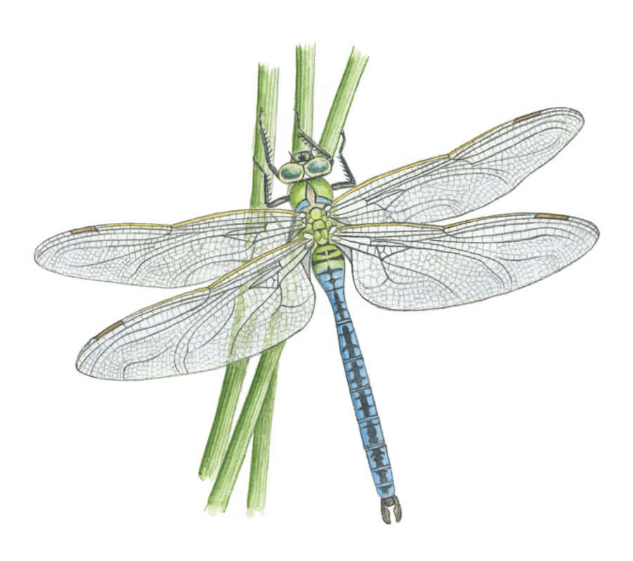 Dragonfly Billeder