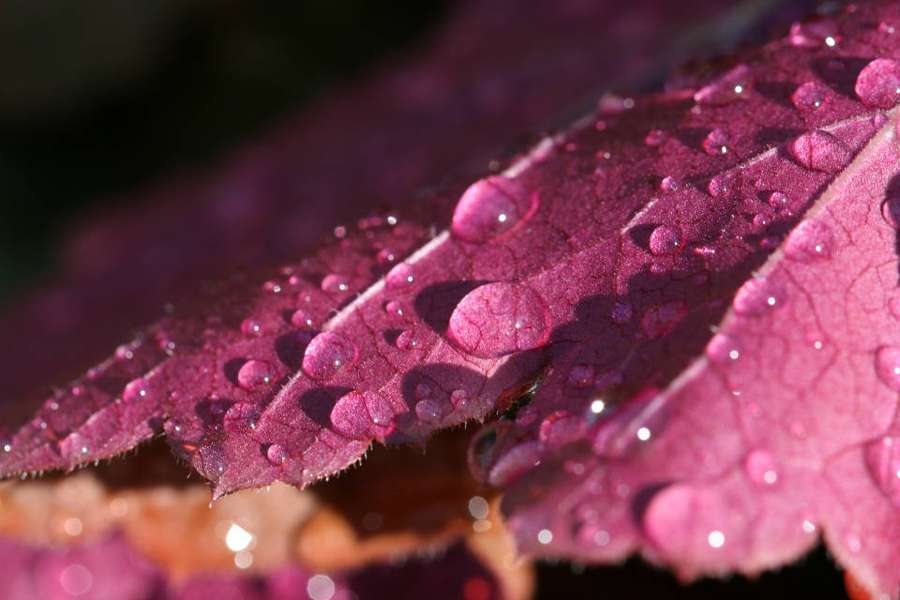 Close-up of a purple leaf covered in dewdrops catching sunlight. — Droplets Background