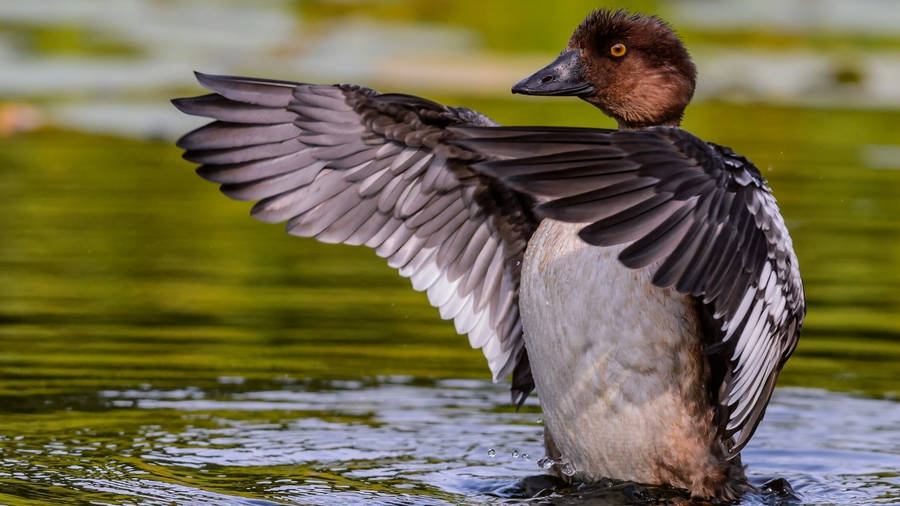 Duck Pfp Bakgrunnsbildet