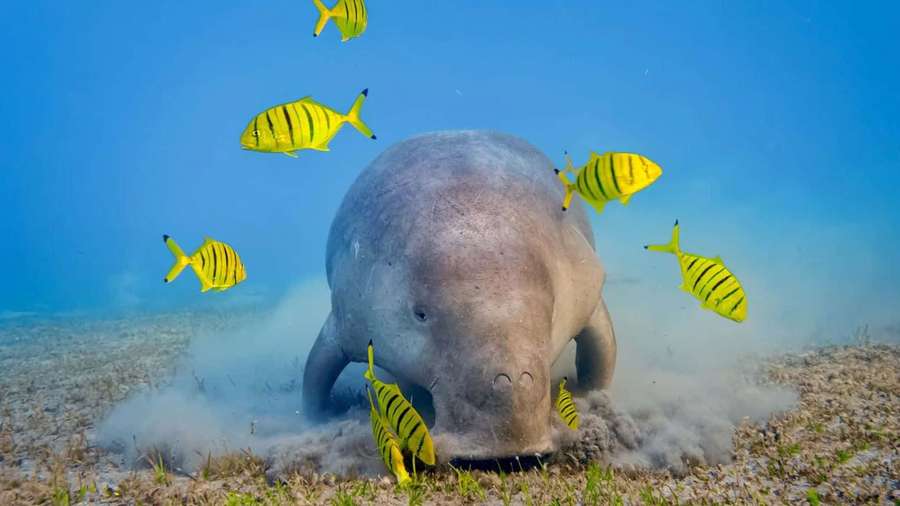 Manatee digging in sand with yellow fish swimming nearby. — Dugongs Wallpaper
