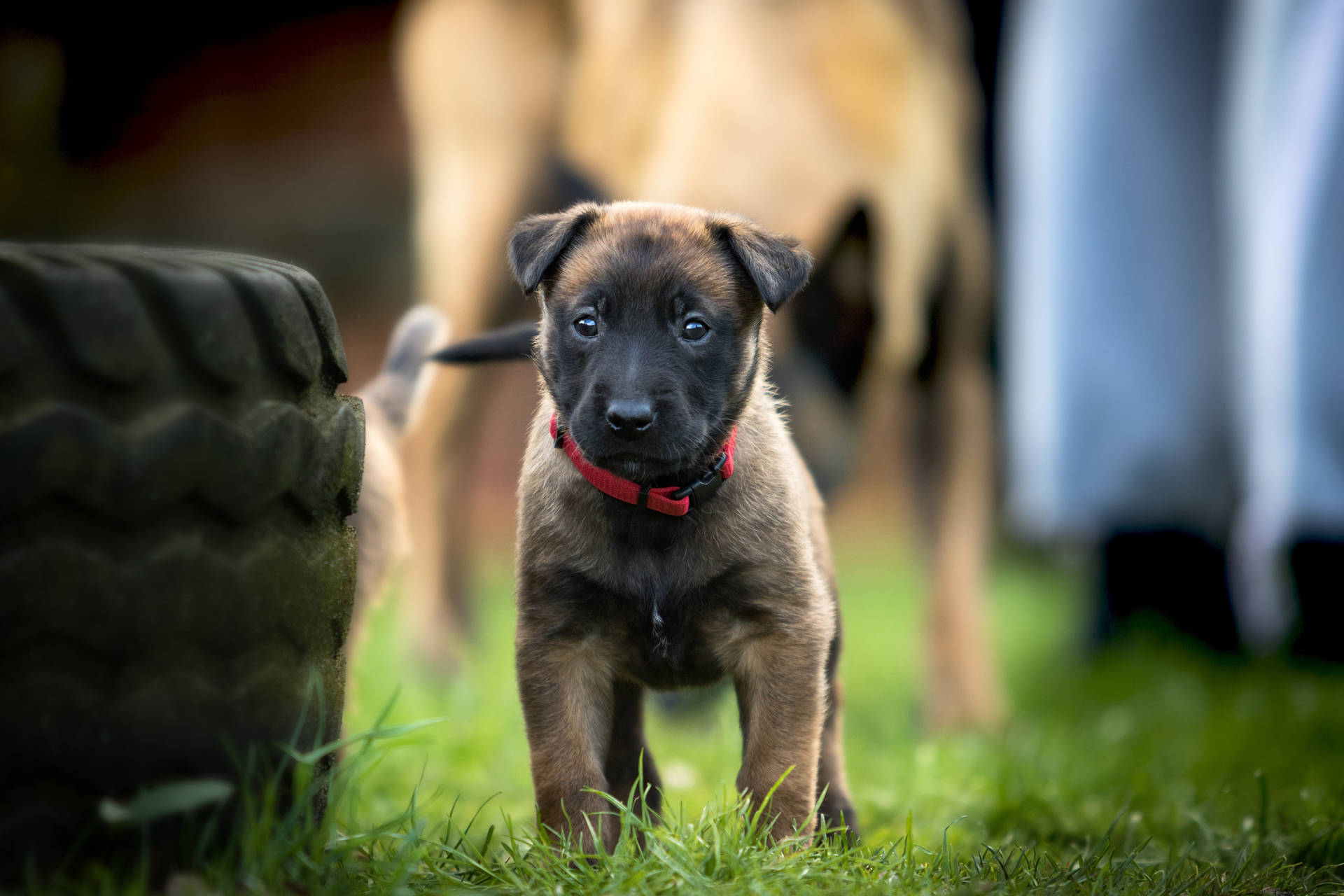 Duitse Herder Hond Achtergrond