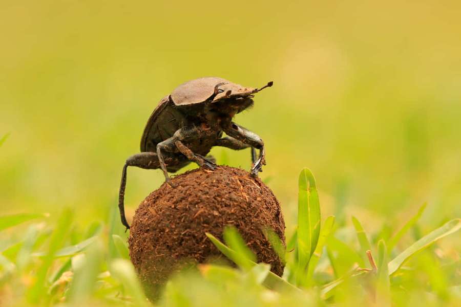 Mistkäfer auf Mistballen im Gras — Dung Beetle Wallpaper