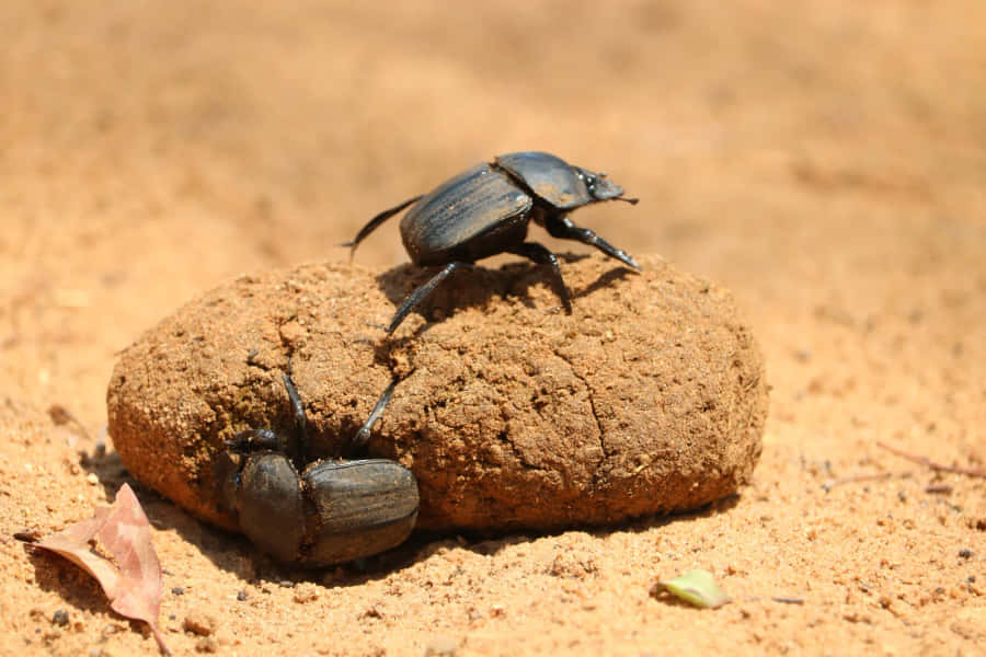 Dung Beetle Achtergrond