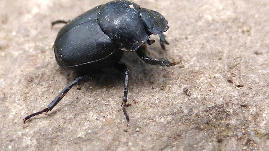 Dung Beetle Bakgrunnsbildet