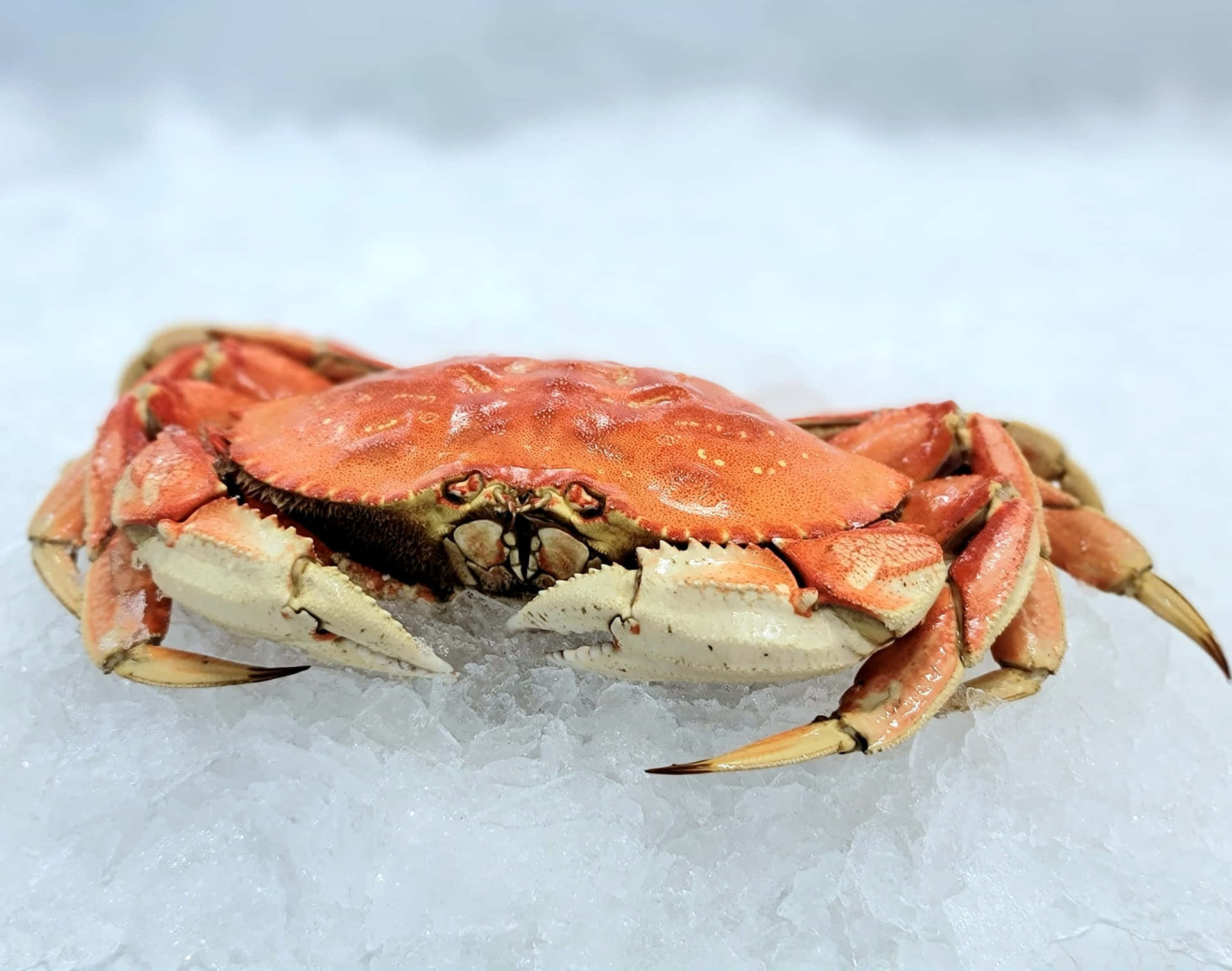 Dungeness Krabbe Bakgrunnsbildet