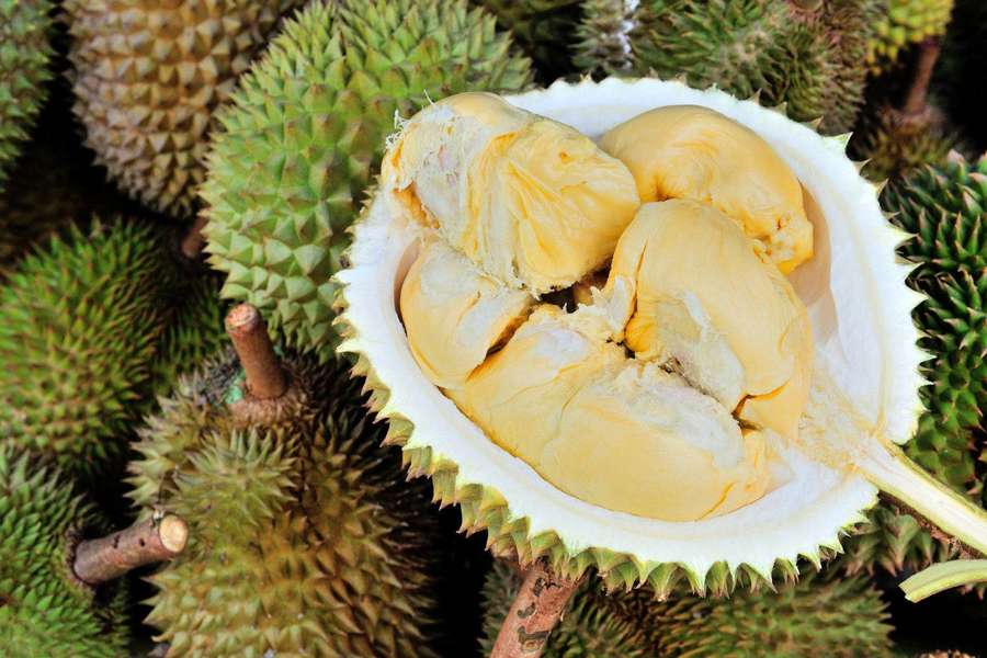 Fresh durian fruit with creamy yellow flesh and spiky green husk. — Durian Wallpaper