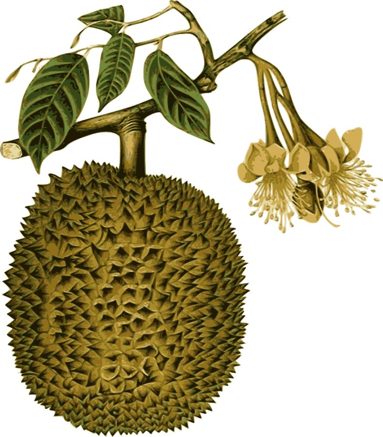Durian Png