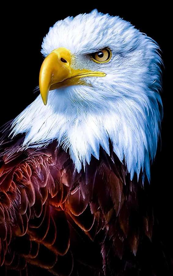 Nærbillede af en hvidhovedet havørns hoved med hvide fjer og gult næb mod sort baggrund — Eagle iPhone Wallpapers
