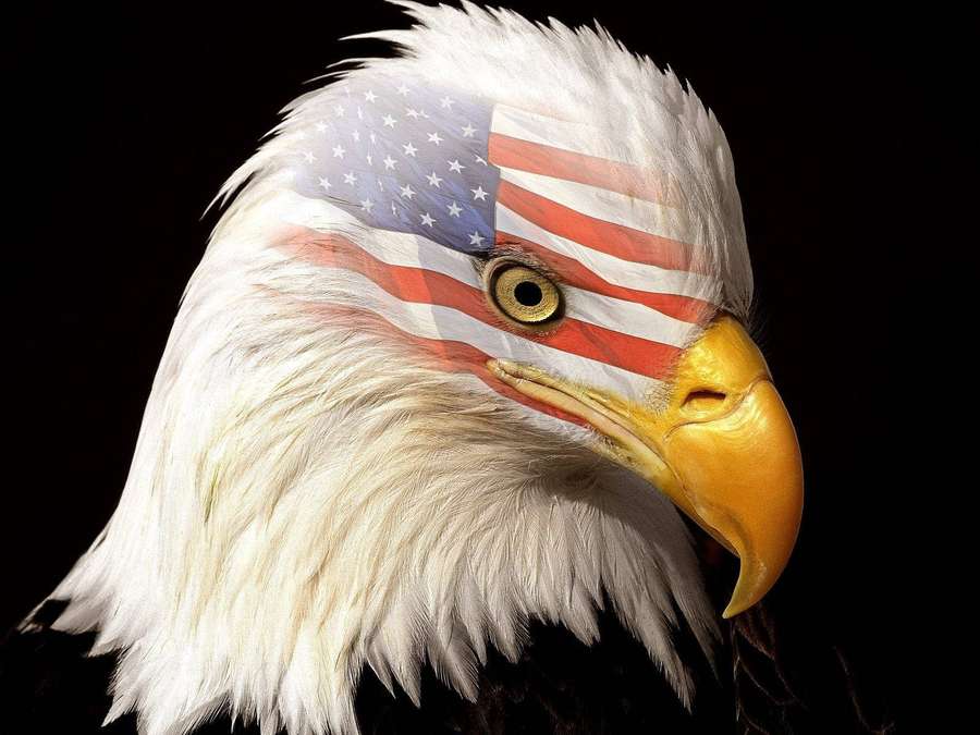 Bald eagle with American flag pattern on feathers against black background — Eagle Wallpaper
