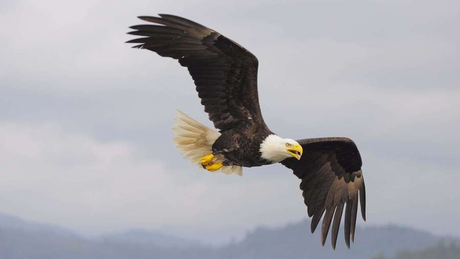 A bald eagle in flight with wings spread wide over a mountainous landscape. — Eagles Background