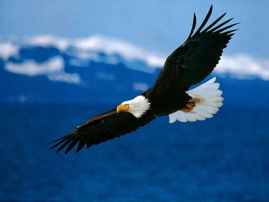 Bald eagle flying over ocean with snowy mountains in background — Eagles Wallpaper