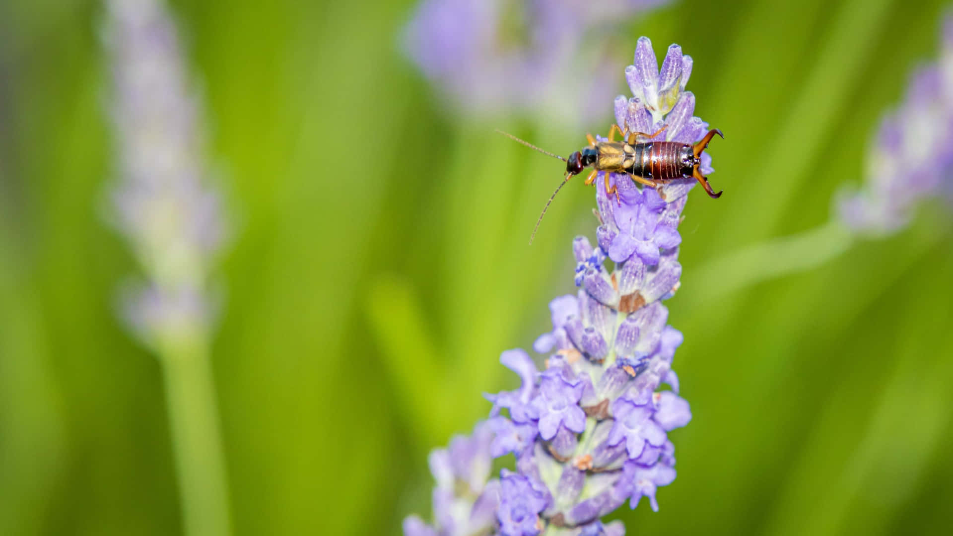 Earwig Fond d'écran