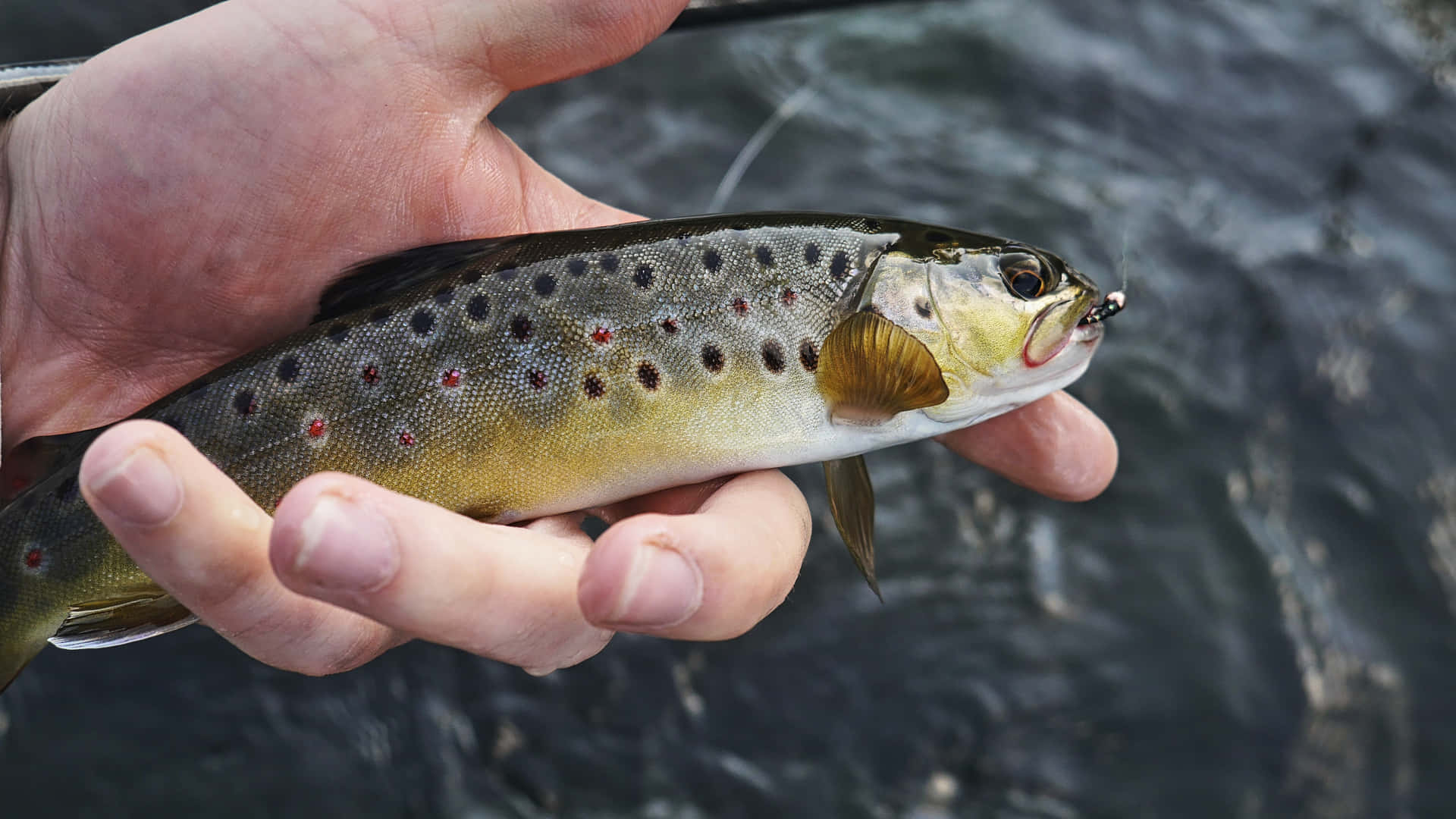 Échelle De Poisson Fond d'écran