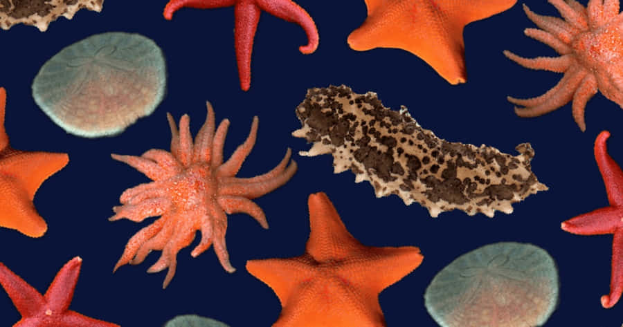 Echinoderm Wallpaper