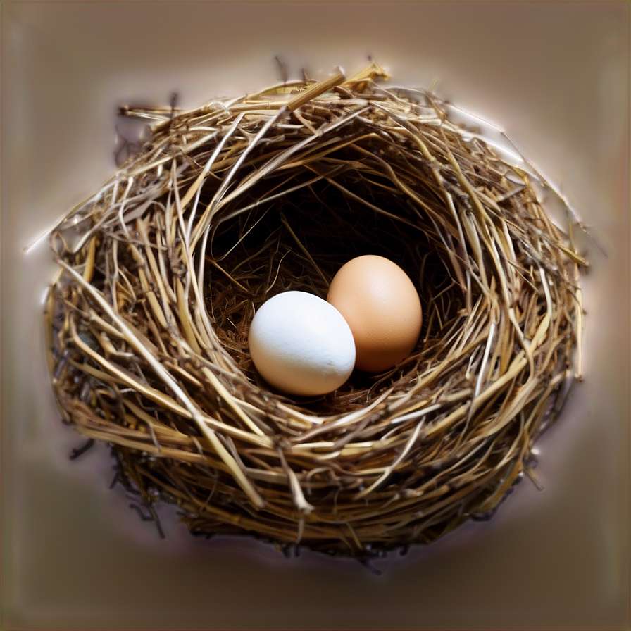 A bird's nest with one white and one brown egg nestled inside. — Egg PNG