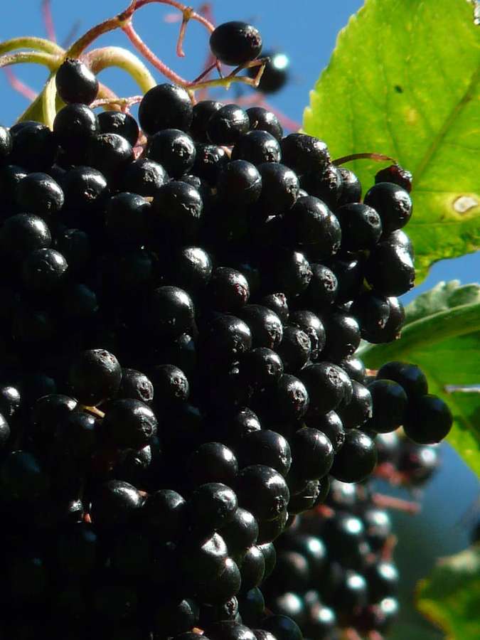 Cluster of ripe black elderberries on a branch with green leaves and blue sky background. — Elderberry Background