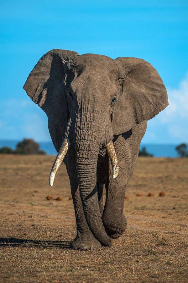 Ein großer afrikanischer Elefant, der unter einem hellblauen Himmel auf trockenem Grasland läuft. — Elefant HD Wallpaper