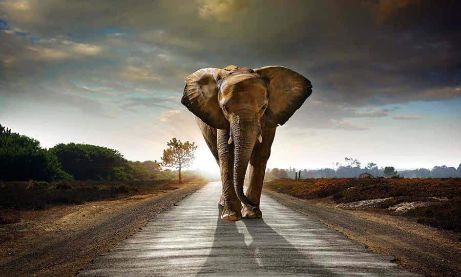 Elefant Wallpaper