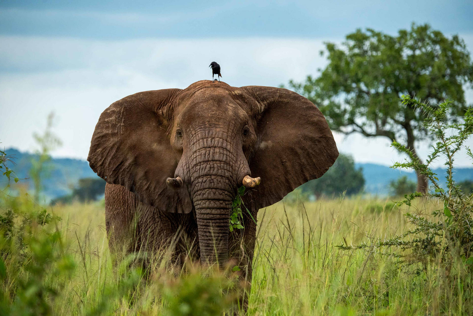 Elefante Sfondo