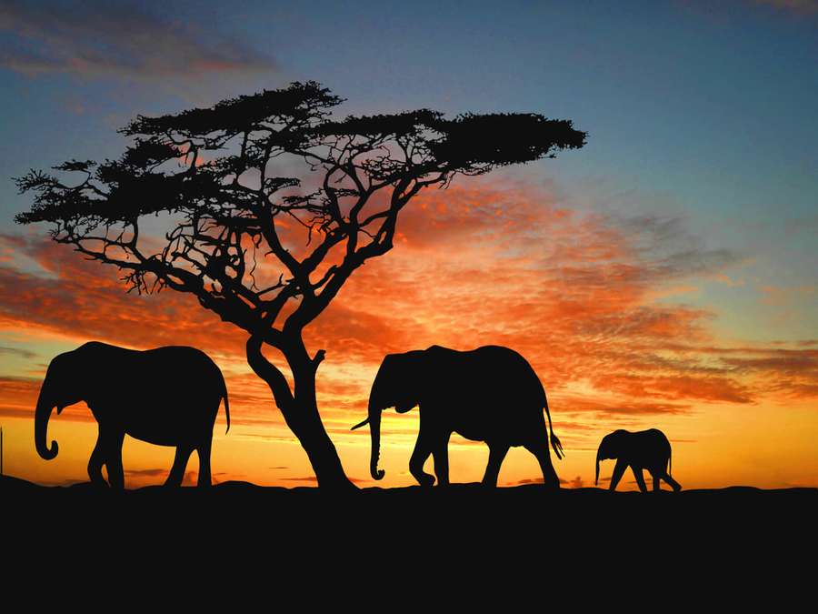 Elefanten und Akazienbaum silhouettiert gegen einen Sonnenuntergangshimmel. — Elefanten Bilder