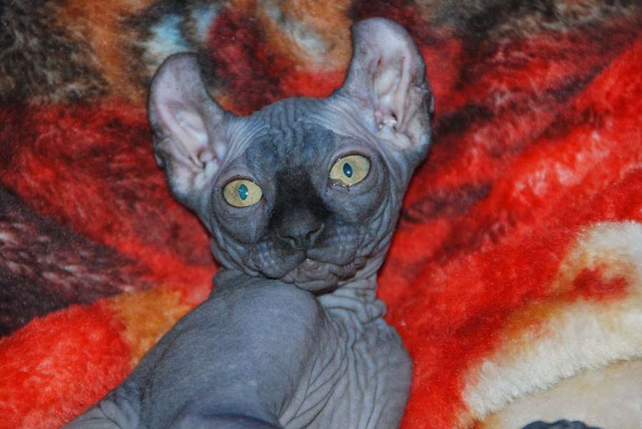 A hairless sphynx cat with green eyes on a colorful blanket. — Elf Cat Wallpaper