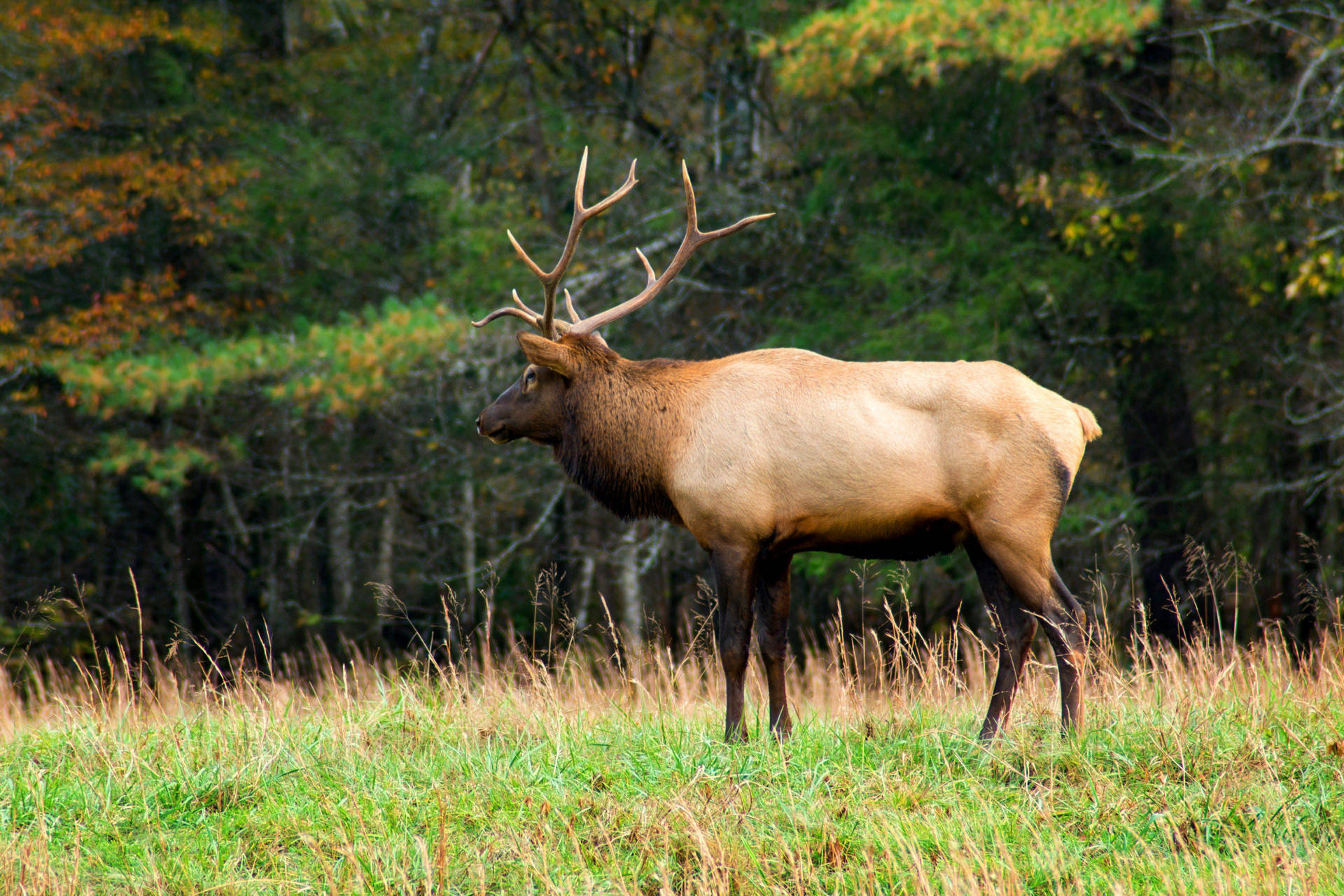 Elk Achtergrond